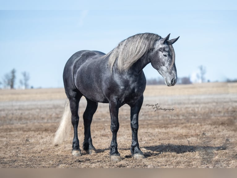 Percheron Giumenta 6 Anni Grigio in Fairbank IA