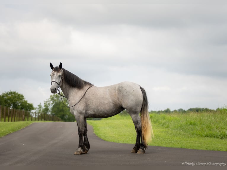 Percheron Mix Giumenta 7 Anni 165 cm Roano blu in Auburn, KY