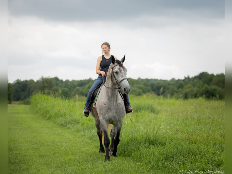 Percheron Mix Giumenta 7 Anni 165 cm Roano blu in Auburn, KY