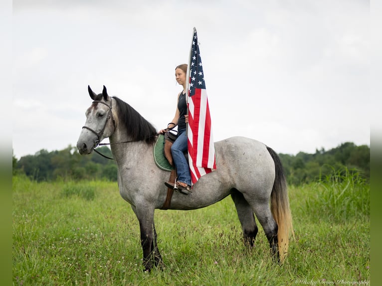 Percheron Mix Giumenta 7 Anni 165 cm Roano blu in Auburn, KY