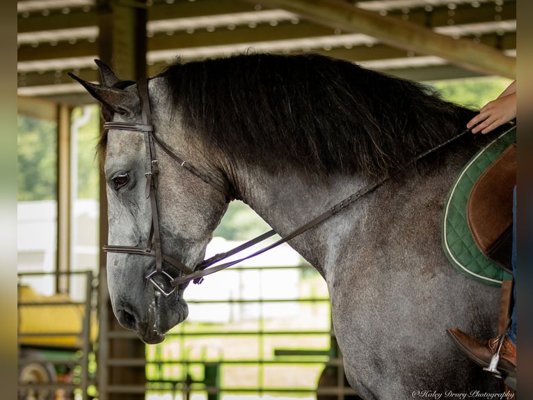 Percheron Mix Giumenta 7 Anni 165 cm Roano blu in Auburn, KY