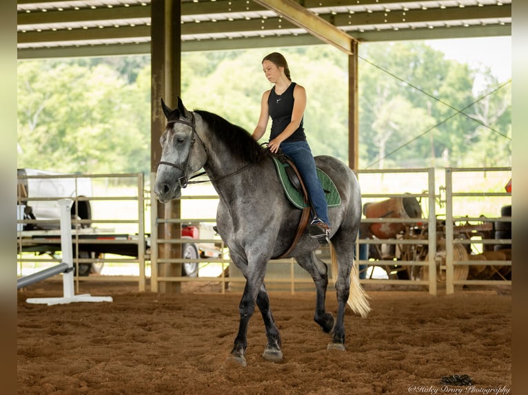 Percheron Mix Giumenta 7 Anni 165 cm Roano blu in Auburn, KY