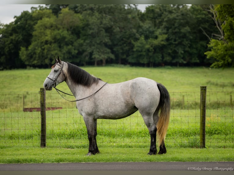 Percheron Mix Giumenta 7 Anni 165 cm Roano blu in Auburn, KY