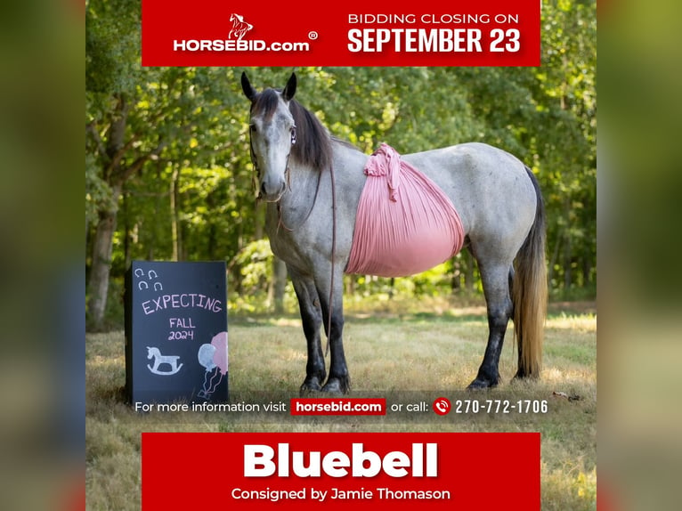 Percheron Mix Giumenta 7 Anni 165 cm Roano blu in Auburn, KY