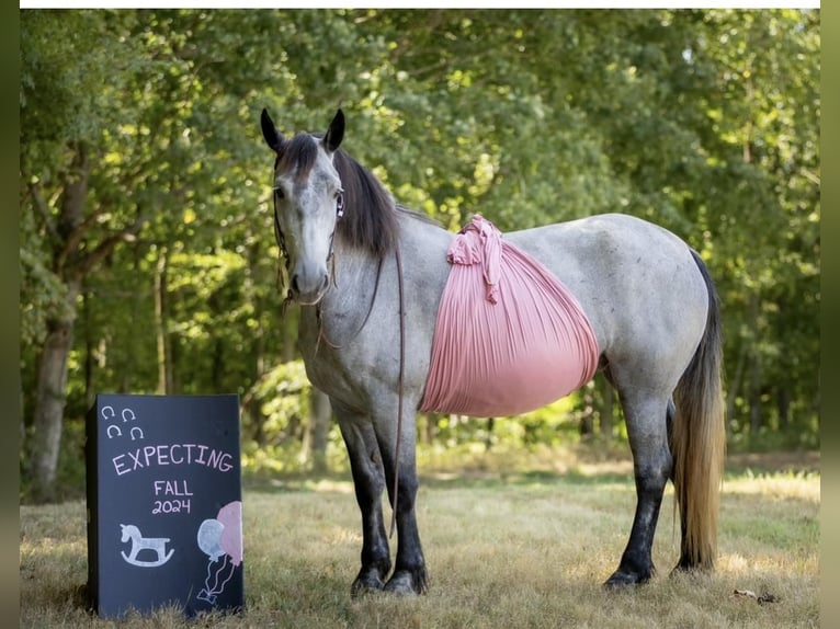 Percheron Mix Giumenta 7 Anni 165 cm Roano blu in Auburn, KY