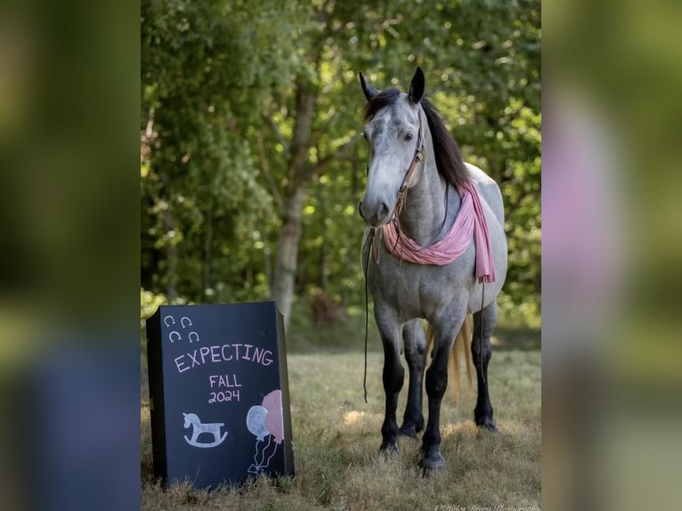 Percheron Mix Giumenta 7 Anni 165 cm Roano blu in Auburn, KY