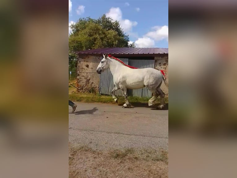 Percheron Giumenta 7 Anni 168 cm Grigio in DINSAC
