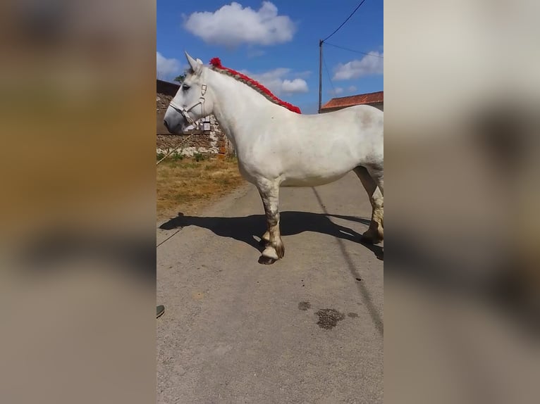 Percheron Giumenta 7 Anni 168 cm Grigio in DINSAC