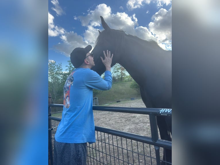 Percheron Giumenta 7 Anni Morello in Riverside