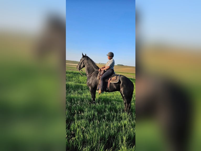 Percheron Giumenta 7 Anni Morello in Riverside