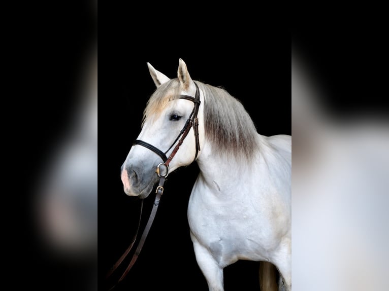 Percheron Giumenta 8 Anni 163 cm Grigio in Köln