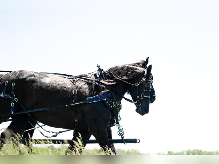 Percheron Mix Giumenta 8 Anni 168 cm Morello in Grand Island