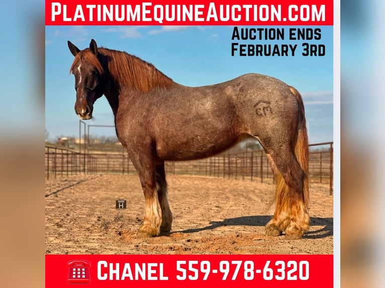 Percheron Giumenta 8 Anni 168 cm Roano rosso in Jacksboro TX