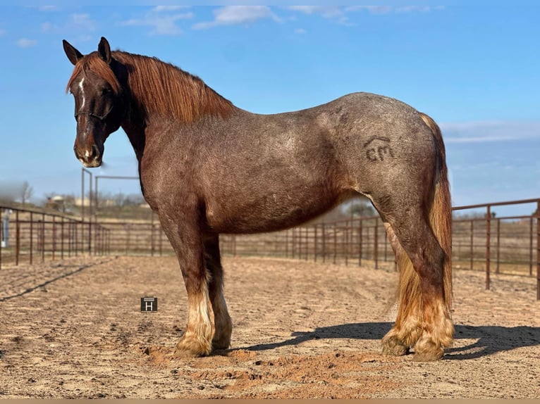 Percheron Giumenta 9 Anni 168 cm Roano rosso in Jacksboro TX