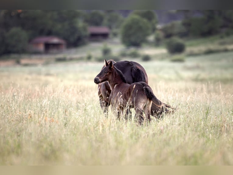 Percheron Giumenta Puledri
 (05/2024) 172 cm Morello in Allershausen