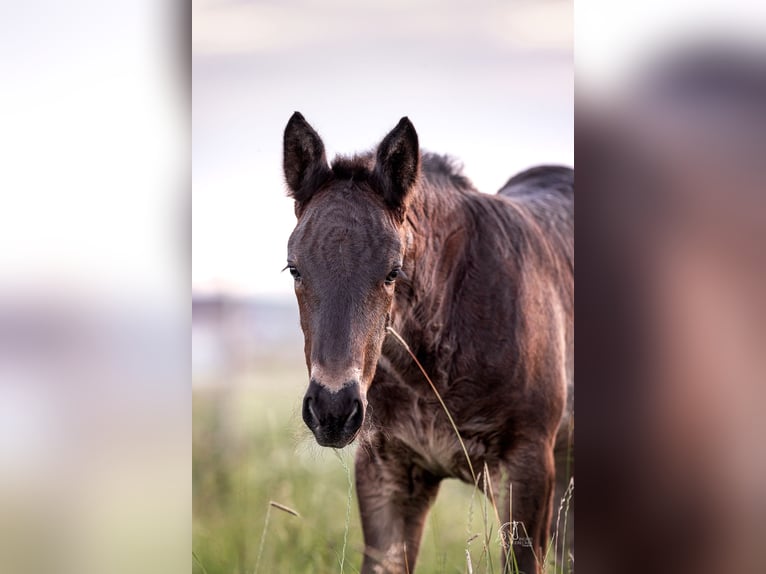 Percheron Giumenta Puledri
 (05/2024) 172 cm Morello in Allershausen