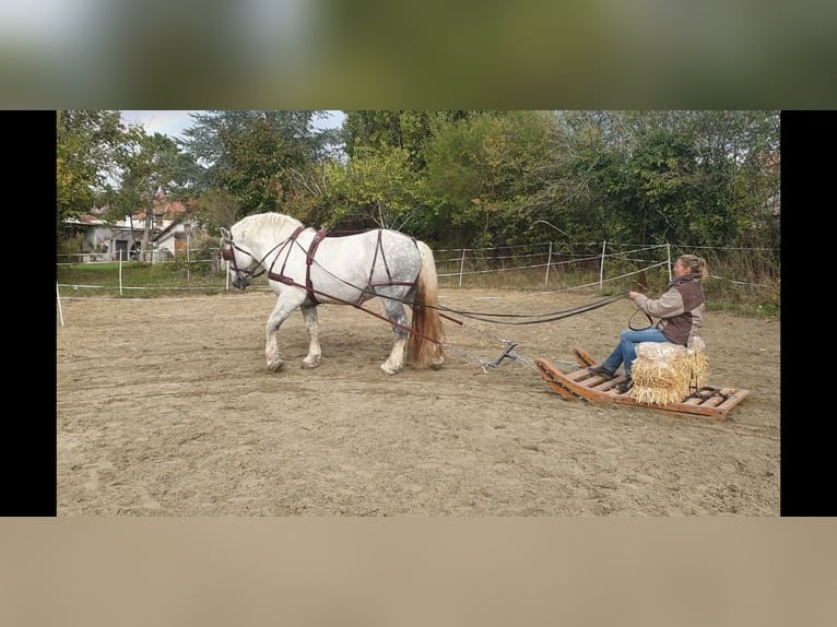 Percheron Hengst 15 Jahre 180 cm Schimmel in Montmirail