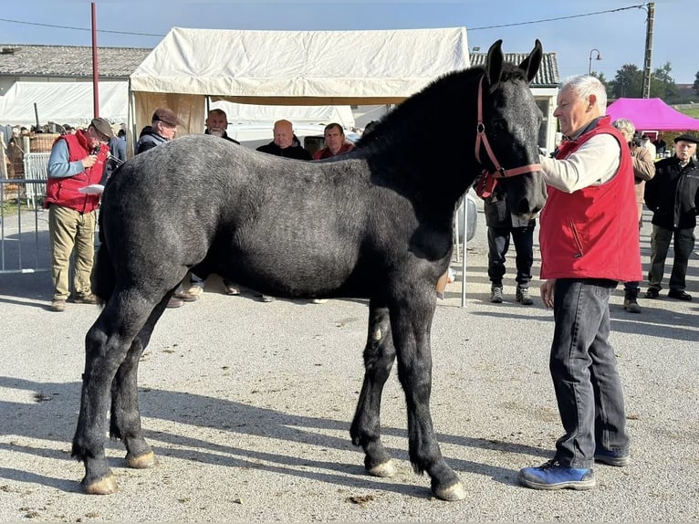 Percheron Hengst 1 Jaar 142 cm Schimmel in Teilhet