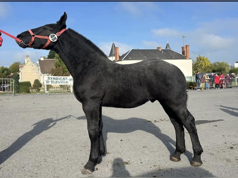 Percheron Hengst 1 Jahr 142 cm Schimmel in Teilhet