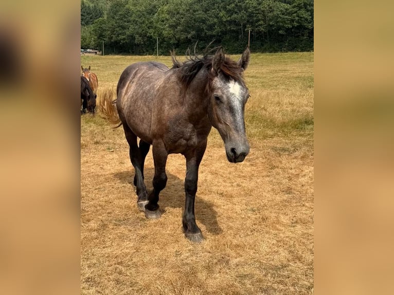 Percheron Hengst 1 Jahr 180 cm Schimmel in Daleiden