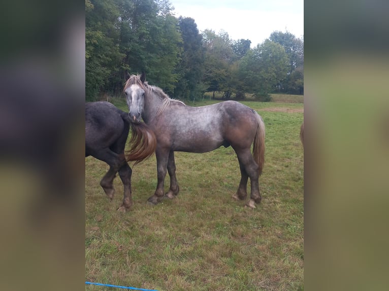 Percheron Hengst 2 Jaar 150 cm Schimmel in Biella