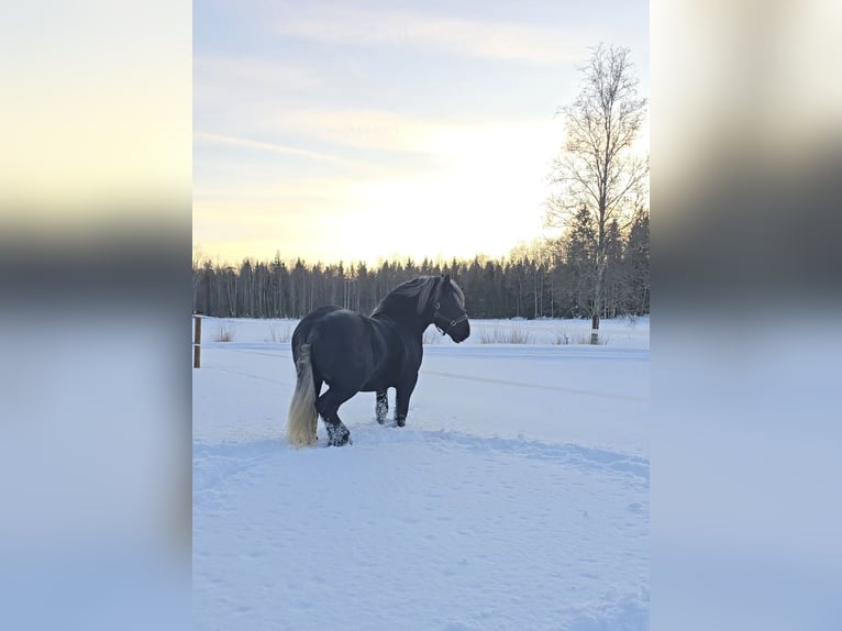 Percheron Hengst 3 Jaar 167 cm Zwart in Umeå