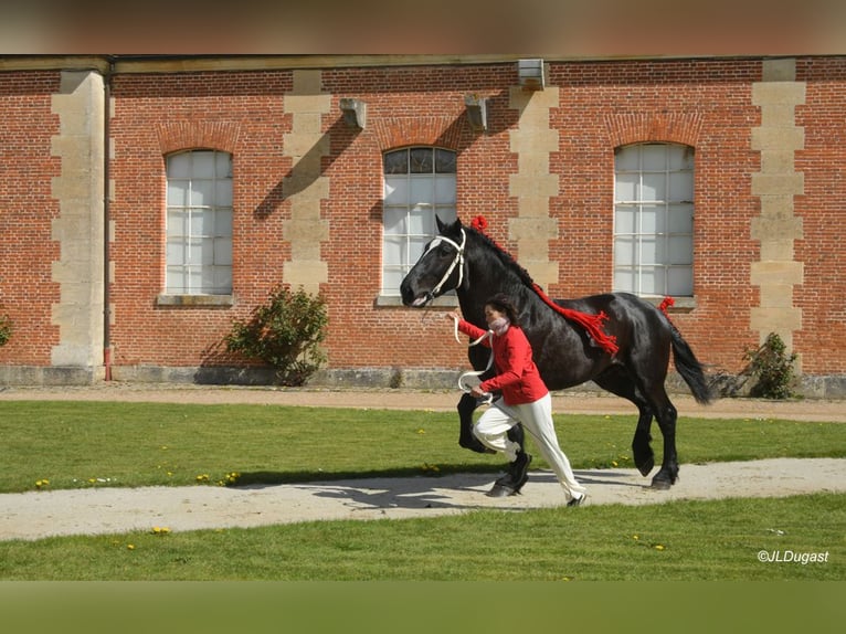 Percheron Hengst 3 Jaar 180 cm Zwart in Normandel