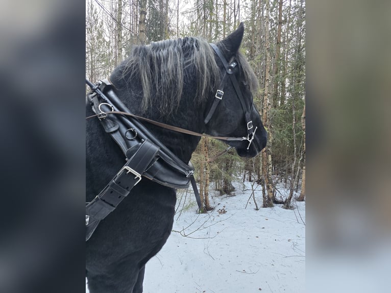 Percheron Hengst 3 Jahre 167 cm Rappe in Umeå