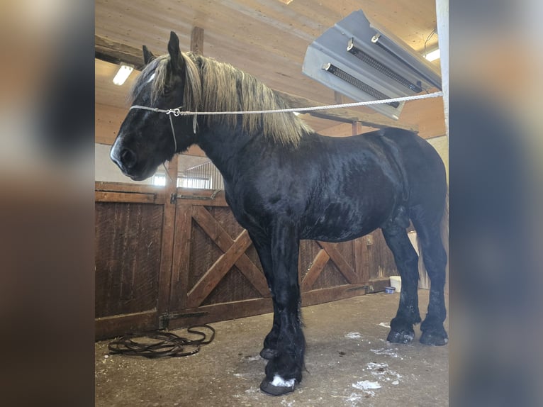 Percheron Hengst 3 Jahre 167 cm Rappe in Umeå