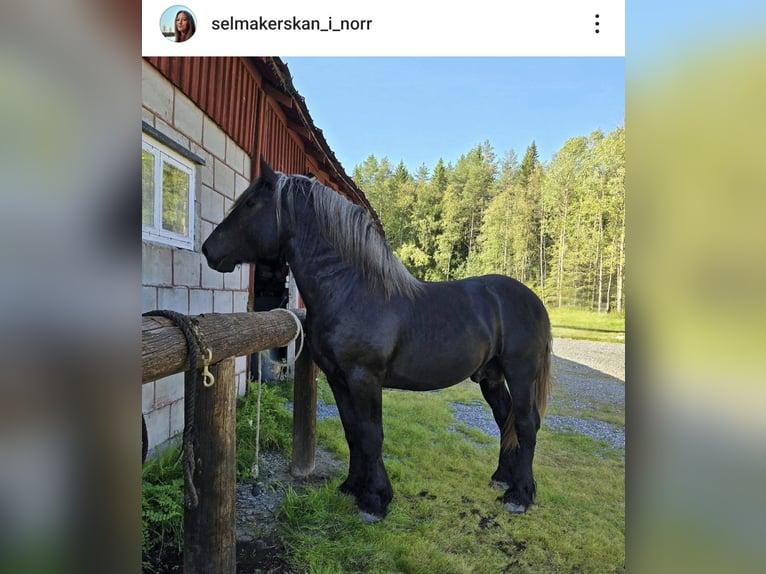 Percheron Hengst 3 Jahre 167 cm Rappe in Umeå