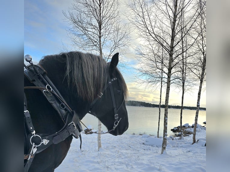 Percheron Hengst 3 Jahre 167 cm Rappe in Umeå