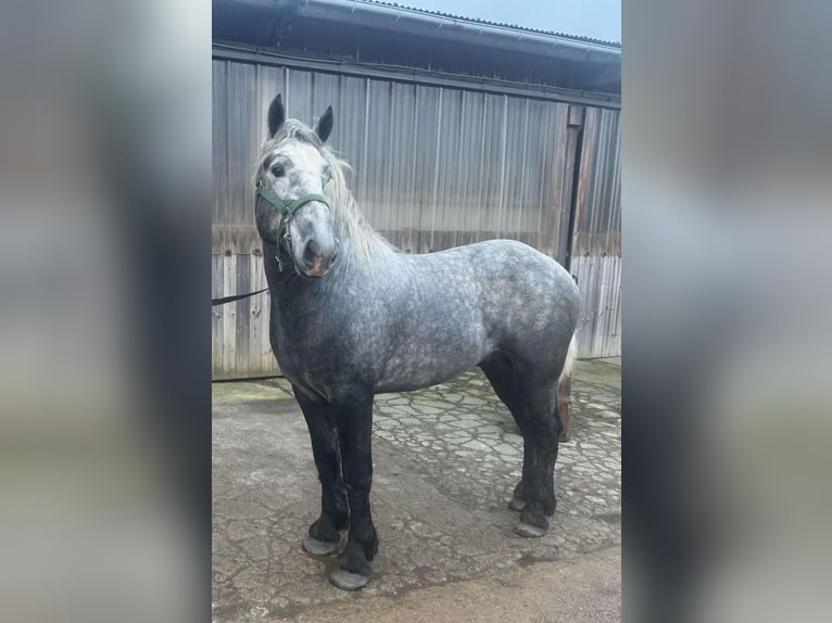 Percheron Hengst 4 Jaar Brown Falb schimmel in Boussu