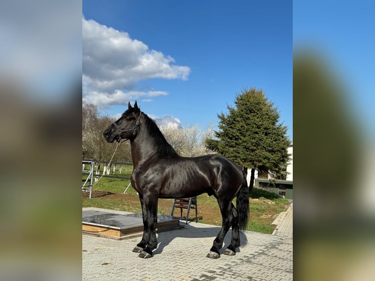 Percheron Hengst 5 Jaar 180 cm Zwart in xx