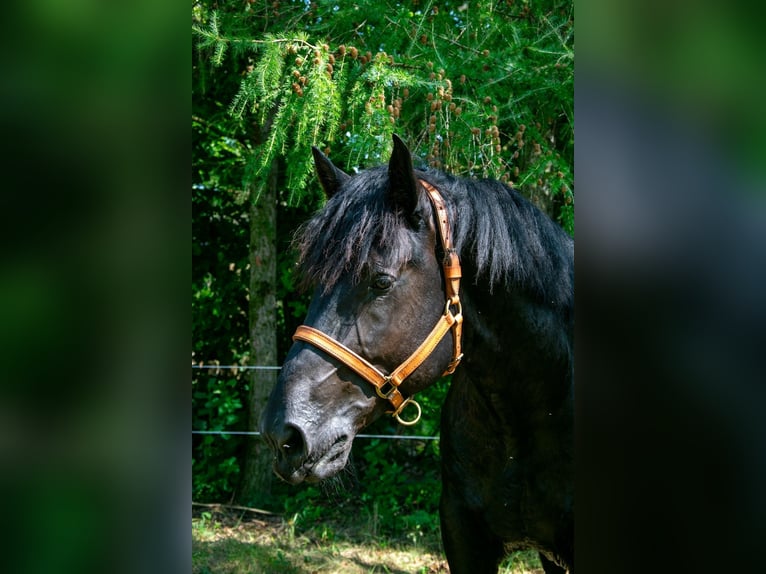 Percheron Hengst 5 Jaar 180 cm Zwart in xx