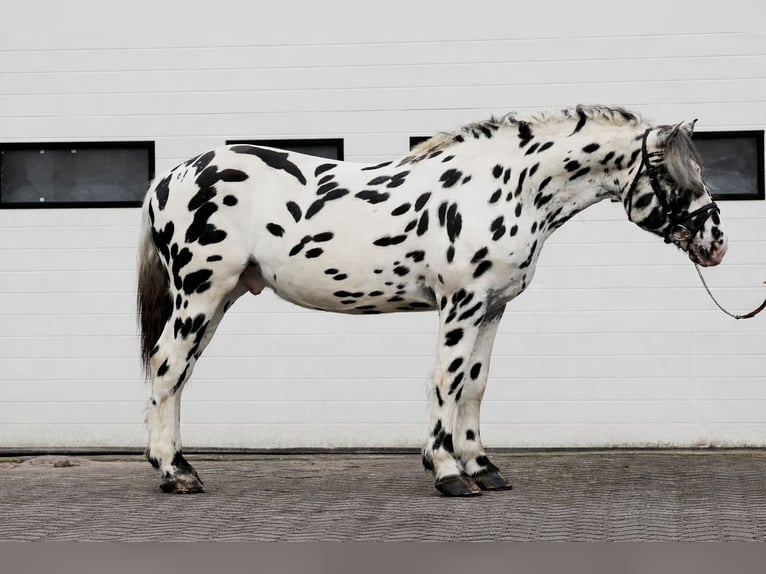 Percheron Hengst 5 Jahre 166 cm Tigerschecke in Someren