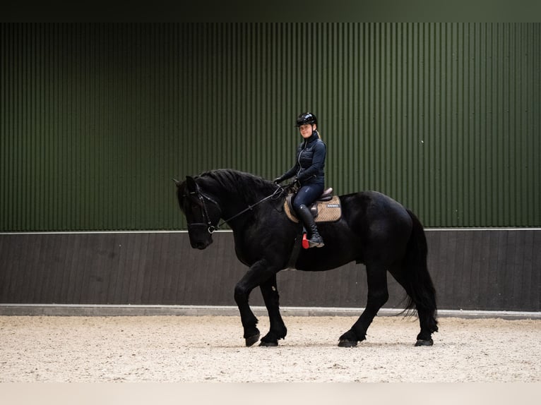 Percheron Hengst 6 Jaar 180 cm Zwart in Kęty