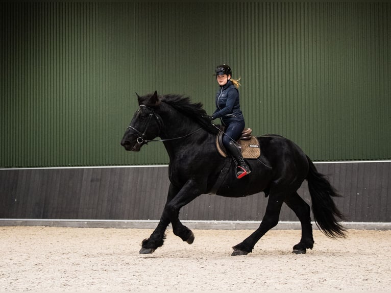 Percheron Hengst 6 Jaar 180 cm Zwart in Kęty