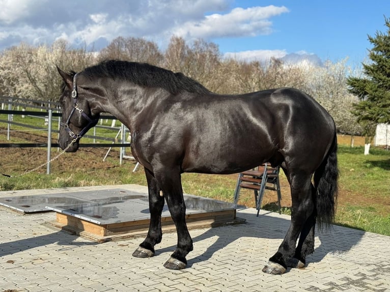 Percheron Hengst 6 Jahre Rappe in Warsaw