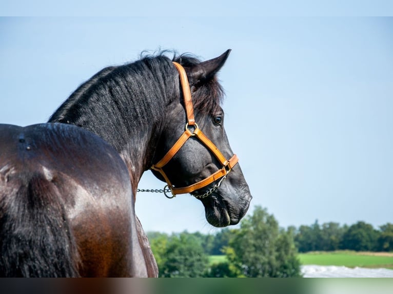 Percheron Hengst 6 Jahre Rappe in Warsaw