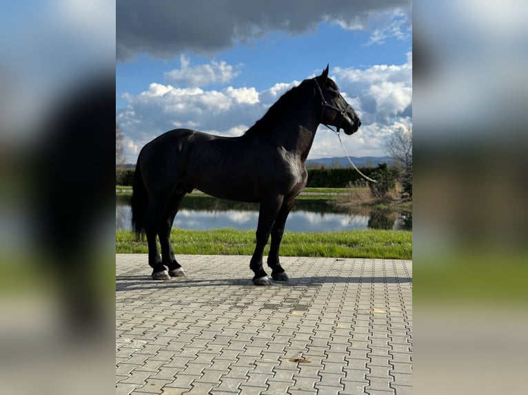 Percheron Hengst 6 Jahre Rappe in Warsaw