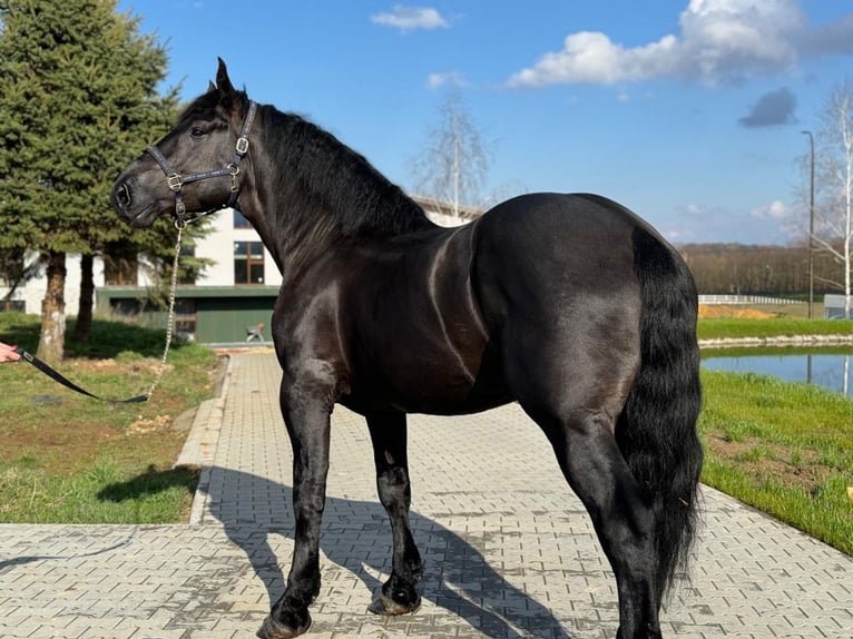 Percheron Hengst 6 Jahre Rappe in Warsaw