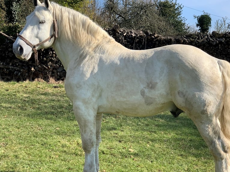 Percheron Hengst  in Ruiselede