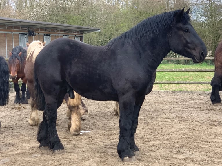 Percheron Hengst  in Ruiselede