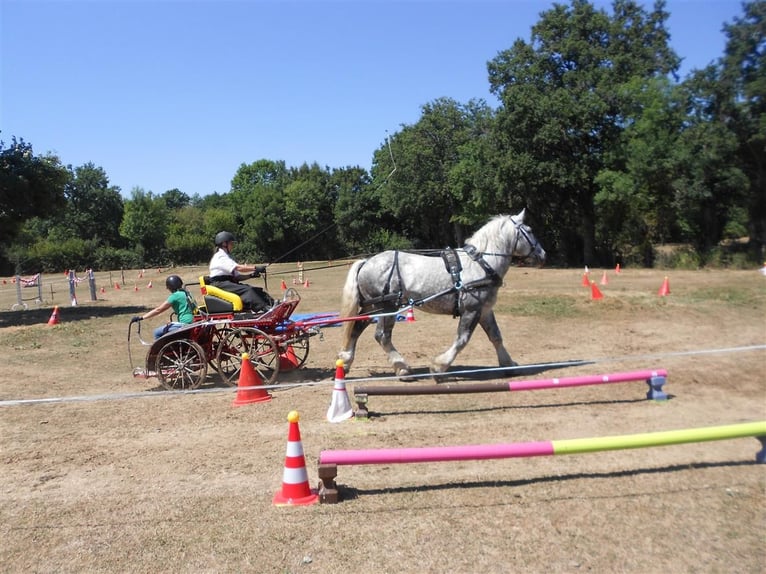 Percheron Hengst Schimmel in DINSAC Percheron Hengst Schimmel in DINSAC