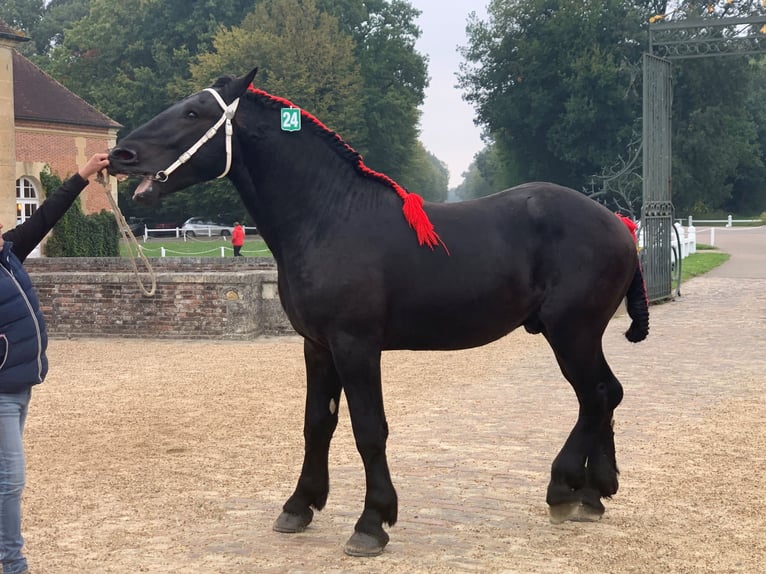 Percheron Hengst  in Ruiselede