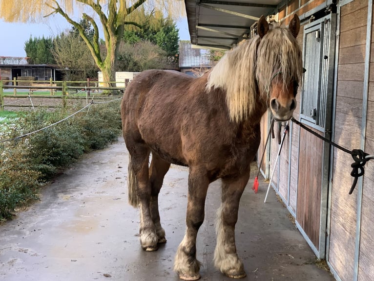 Percheron Hengst  in Ruiselede