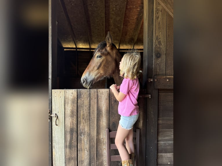 Percheron Hingst 1 år 152 cm Brun in Conway