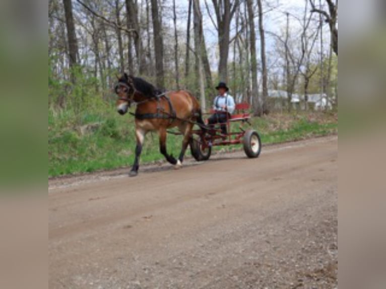 Percheron Croisé Hongre 10 Ans 163 cm Bai cerise in Howell