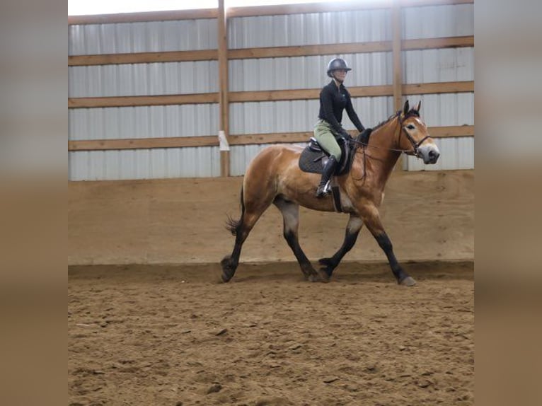 Percheron Croisé Hongre 10 Ans 163 cm Bai cerise in Howell