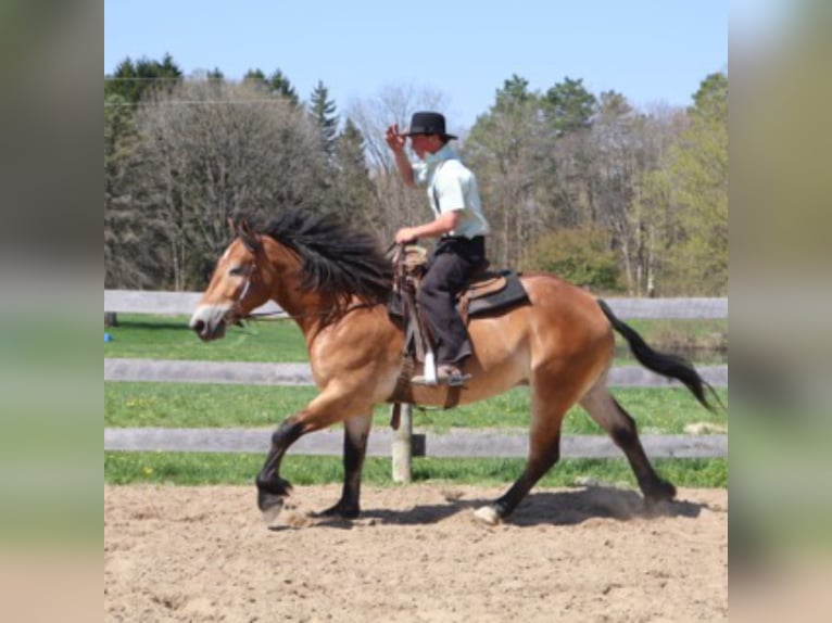 Percheron Croisé Hongre 10 Ans 163 cm Bai cerise in Howell